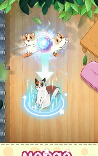 猫咪合十